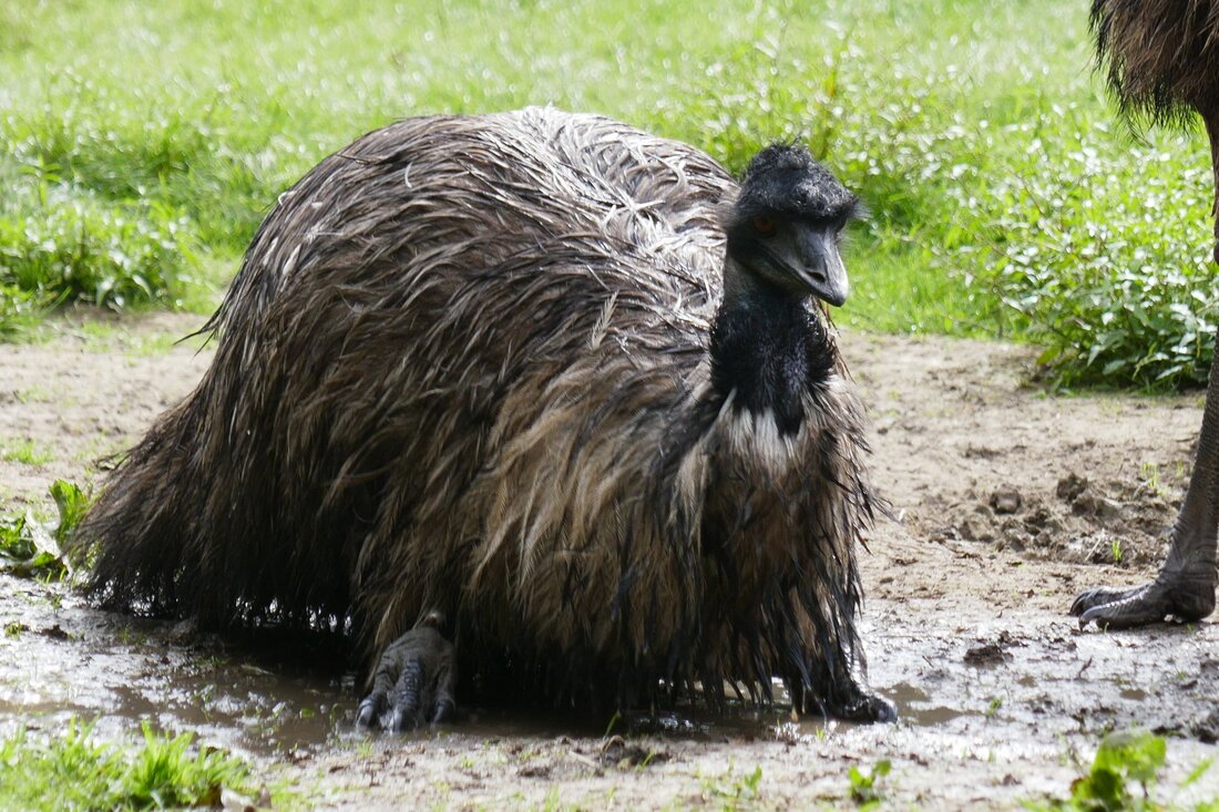 male emu cooling off in a puddle emu.services