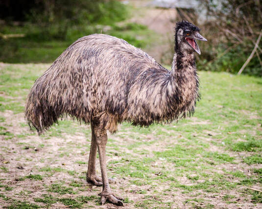 male emu standing with mouth open www.emu.services
