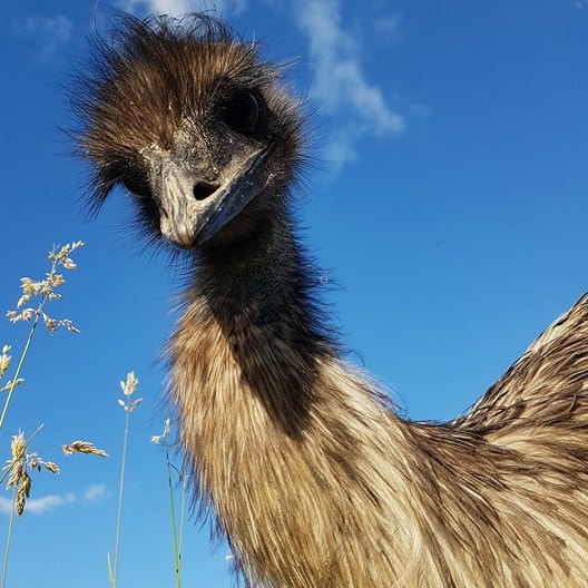 Literaire kunsten efficiënt afbetalen Keeping emu